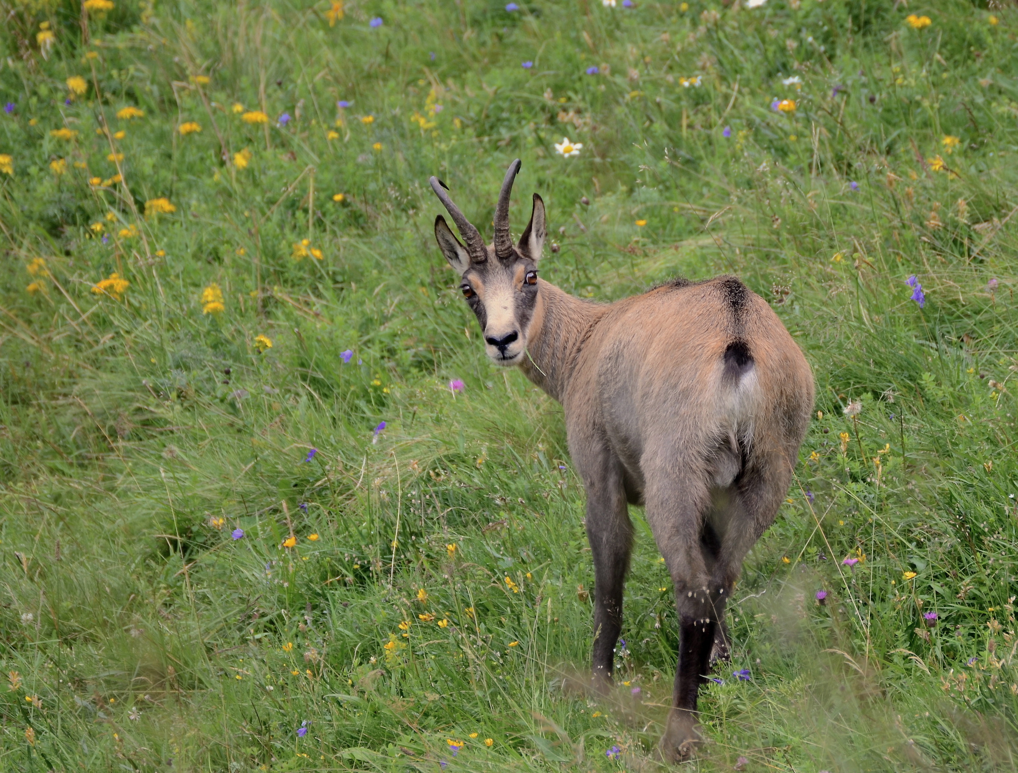 chamois