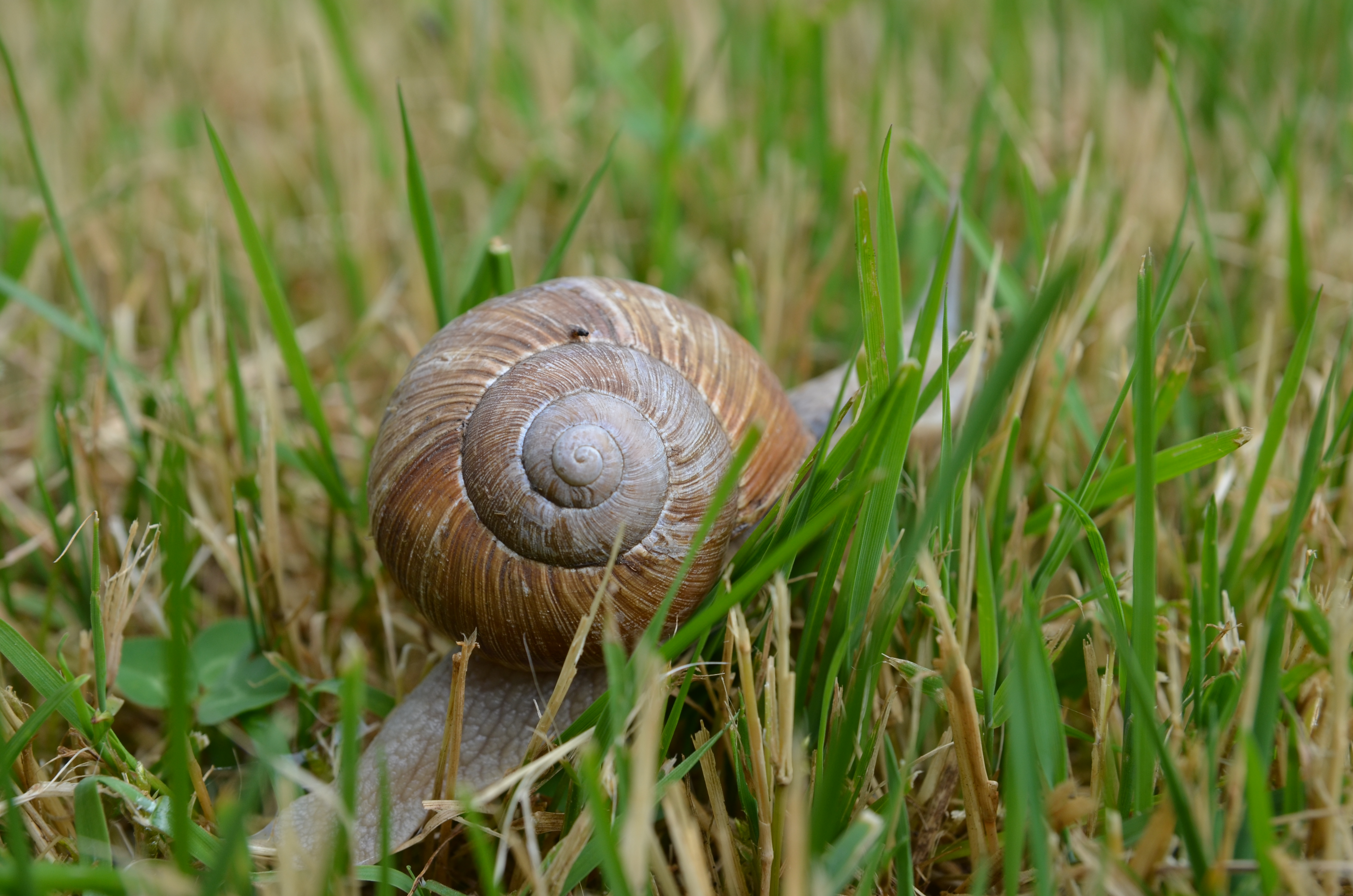 escargot